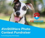 Fix Chicago Celebrates Rescue Dogs with the #ImStillHere Photo Contest Fundraiser