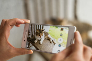 5 Tips for Capturing Purr-fect Pictures of Your Cat