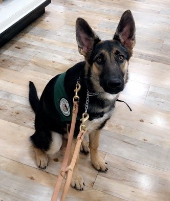Ondrea, the missing Seeing Eye puppy is a 14-month-old German shepherd. The Seeing Eye is offering a $5,000 reward for information leading to her safe return. Tips can be called into 973-525-1084.