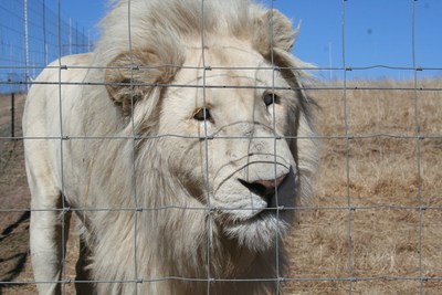 This severely cross-eyed male lion is just one of the 6,000-8,000 lions held captive in South Africa. South Africa is one of the world's biggest exporters of lion products; least 70 metric tonnes were shipped between 2008-2016. The disability is suffered by him and his brothers from intense inbreeding. Credit: Blood Lions This severely cross-eyed male lion is just one of the 6,000-8,000 lions held captive in South Africa. South Africa is one of the world's biggest exporters of lion products; least 70 metric tonnes were shipped between 2008-2016. The disability is suffered by him and his brothers from intense inbreeding. Credit: Blood Lions