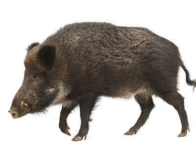 African Swine Fever only in wild boars in Belgium