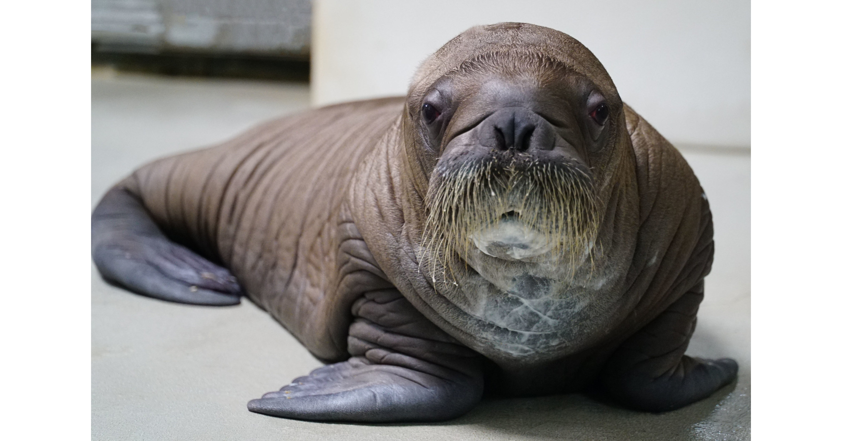 SeaWorld Orlando Proudly Welcomes Whiskered Baby Walrus