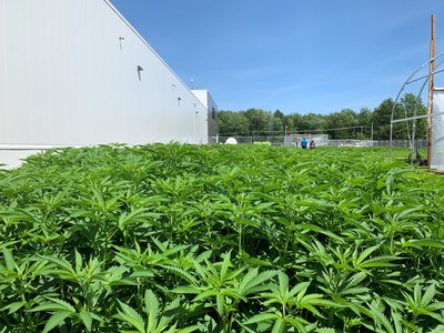 First crop of plants at Aurora Eau, in Lachute, Quebec (CNW Group/Aurora Cannabis Inc.)