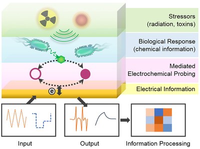 Model for redox-based bio-electronic communication in a portable device Model for redox-based bio-electronic communication in a portable device