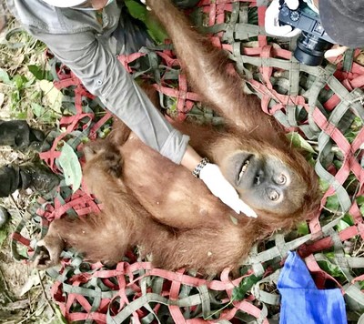 While filming her new documentary 'We Are One' in Indonesia last year, Katie Cleary and her team, along with The Orangutan Information Center, rescued this pregnant orangutan from a palm oil and rubber plantation that was about to be bulldozed to the ground for replanting.