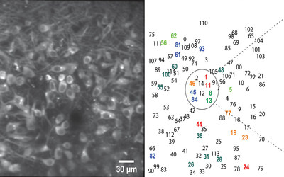 Average resting fluorescence multiphoton image in the mitral cell layer (left). Numbers indicate the relative positions of 112 mitral cell bodies in the imaged field of view (right). Photo Credit: CSHL Average resting fluorescence multiphoton image in the mitral cell layer (left). Numbers indicate the relative positions of 112 mitral cell bodies in the imaged field of view (right). Photo Credit: CSHL