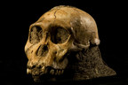 Perot Museum Of Nature And Science Announces Once-In-A-Lifetime Opportunity To Explore The Story Of Our Ancient Ancestors With World Exclusive Exhibition - Origins: Fossils From The Cradle Of Humankind
