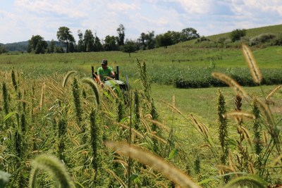 Photo: Hemp growing at Rodale Institute, a global leader of regenerative organic agriculture, in Kutztown, PA. 2019 marks Rodale Institute’s third year of industrial hemp research. (CNW Group/Charlotte's Web Holdings, Inc.)