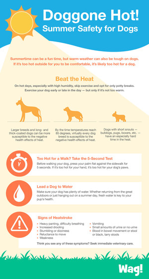 Wag! Provides Safety Tips to Help Pet Parents Protect Their Dogs from the Dangers of Hot Temperatures