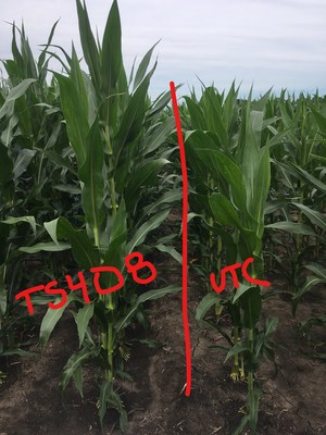 Terrasym® 408 corn stands MUCH taller than corn not treated with Terrasym 408