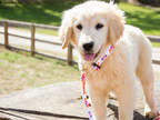 The Dog Days of Summer Get A Little Brighter: The Joy In Childhood Foundation's Dogs For Joy Program Grants In-Residence Service Dogs to Nine U.S. Pediatric Hospitals