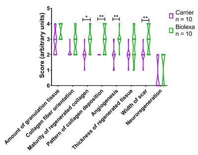 The tissue sections were scored according to criteria described in detail previously (Sirbulescu et al., 2017, Wound Repair Regen), for the following categories (Figure 5): Amount of granulation tissue; Collagen fiber orientation; Maturity of newly deposited collagen; Pattern of collagen deposition; Angiogenesis; Thickness of regenerated tissue; Width of scar; Cutaneous nerve growth. Preliminary evaluation of the wound tissue biopsies at day 22 post injury and treatment with BioLexa or carrier control. The tissue sections were scored according to criteria described in detail previously (Sirbulescu et al., 2017, Wound Repair Regen), for the following categories (Figure 5): Amount of granulation tissue; Collagen fiber orientation; Maturity of newly deposited collagen; Pattern of collagen deposition; Angiogenesis; Thickness of regenerated tissue; Width of scar; Cutaneous nerve growth. Preliminary evaluation of the wound tissue biopsies at day 22 post injury and treatment with BioLexa or carrier control.
