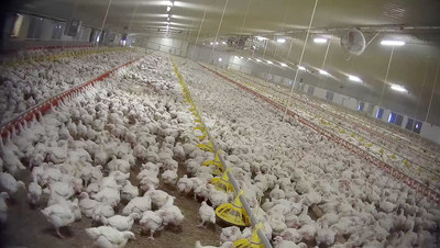 Chickens at an unidentified low welfare farm. World Animal Protection is calling for better welfare standards for the intensively farmed chickens.
Credit:World Animal Protection
Date: 24/09/2018 (CNW Group/World Animal Protection)