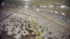 New hope for chickens living in horrible factory farm conditions