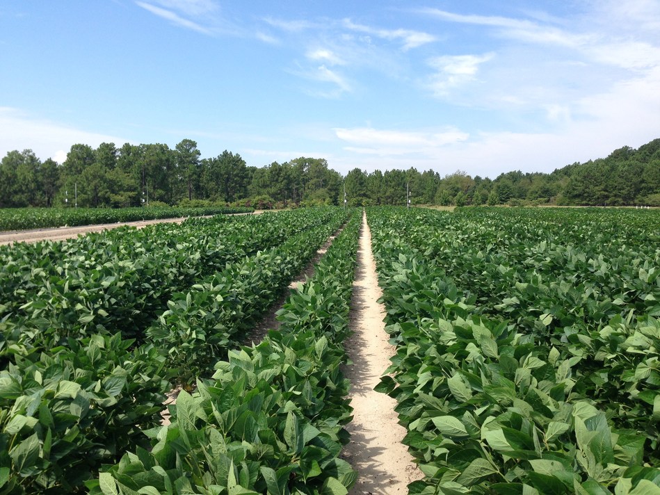August 2017, at Sandhills Research Station in Jackson Springs, NC, where Anna Locke, Ph.D. (USDA-ARS), the principal investigator of this project and her team conduct soybean research. The team reviewed 14 different soybean varieties growing in this field and measured yield and seed protein content responding to the environmental conditions.