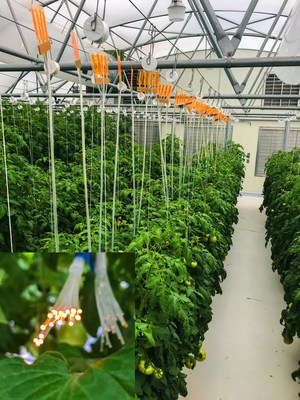Fiber-coupled luminescent concentrators, using UbiQD quantum dots, deployed over a row of tomatoes in a commercial hydroponic greenhouse. Inset: Close-up of the fiber tips, where light is delivered to the lower canopy. Credit: UbiQD, Inc.