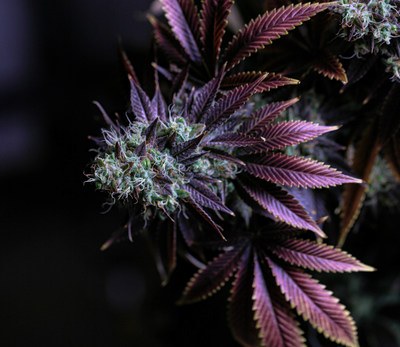 Cannabis flower from recent harvest of Stability Growth in Oklahoma City Cannabis flower from recent harvest of Stability Growth in Oklahoma City