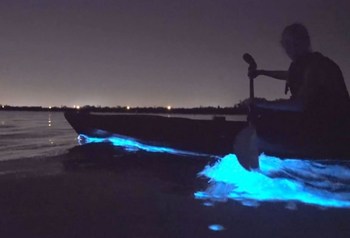 bioluminescence bioluminescent minimum