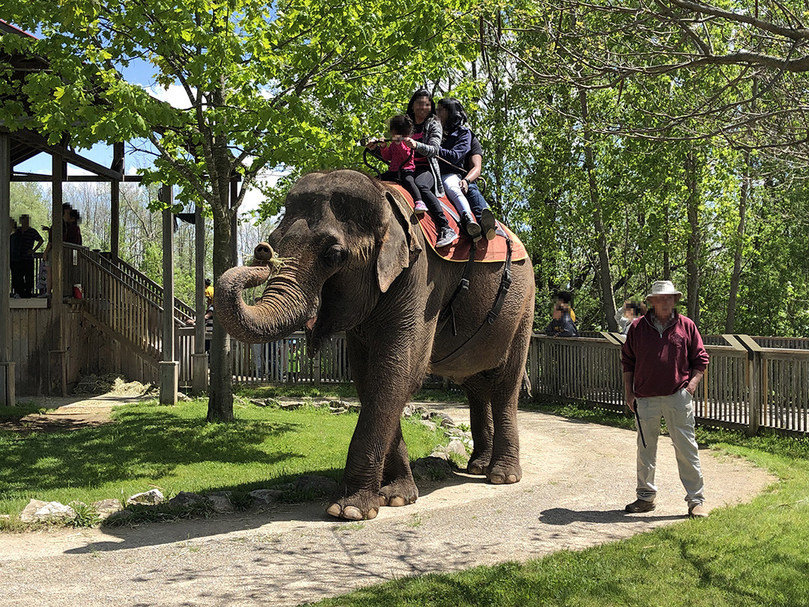 Canadian zoos among venues offering cruel, outdated activities says new  global report