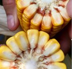 Benson Hill Biosystems and Brownseed Genetics Forge Partnership to Expand Corn Hybrid Choices