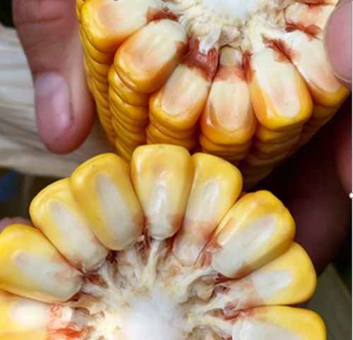 Brownseed’s new E+® corn compared to standard #2 yellow.