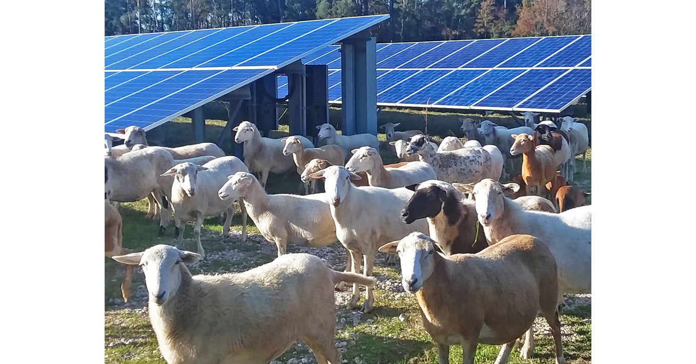 C2 Energy Capital Scales Up Solar Sheep Program And Drives Down O&M Costs