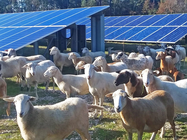 C2 Energy Capital completes Solar Sheep Pilot Program on project supplying power to JEA's SolarMax Program.