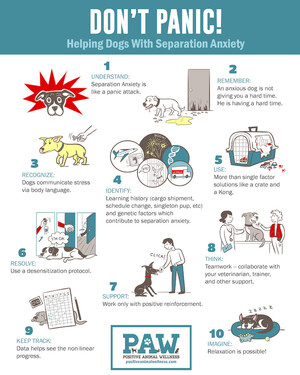 Positive Animal Wellness Announces the Launch of Their Educational Series on Separation Anxiety In Dogs