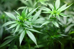 Medical Marijuana Market to See 22.2% Annual Growth Through 2022