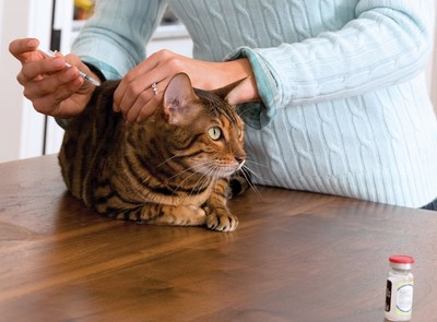 A diabetic cat receiving its insulin injection. (CNW Group/Canadian Animal Health Institute)