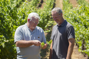 California Vintners Gear Up for 2019 Harvest