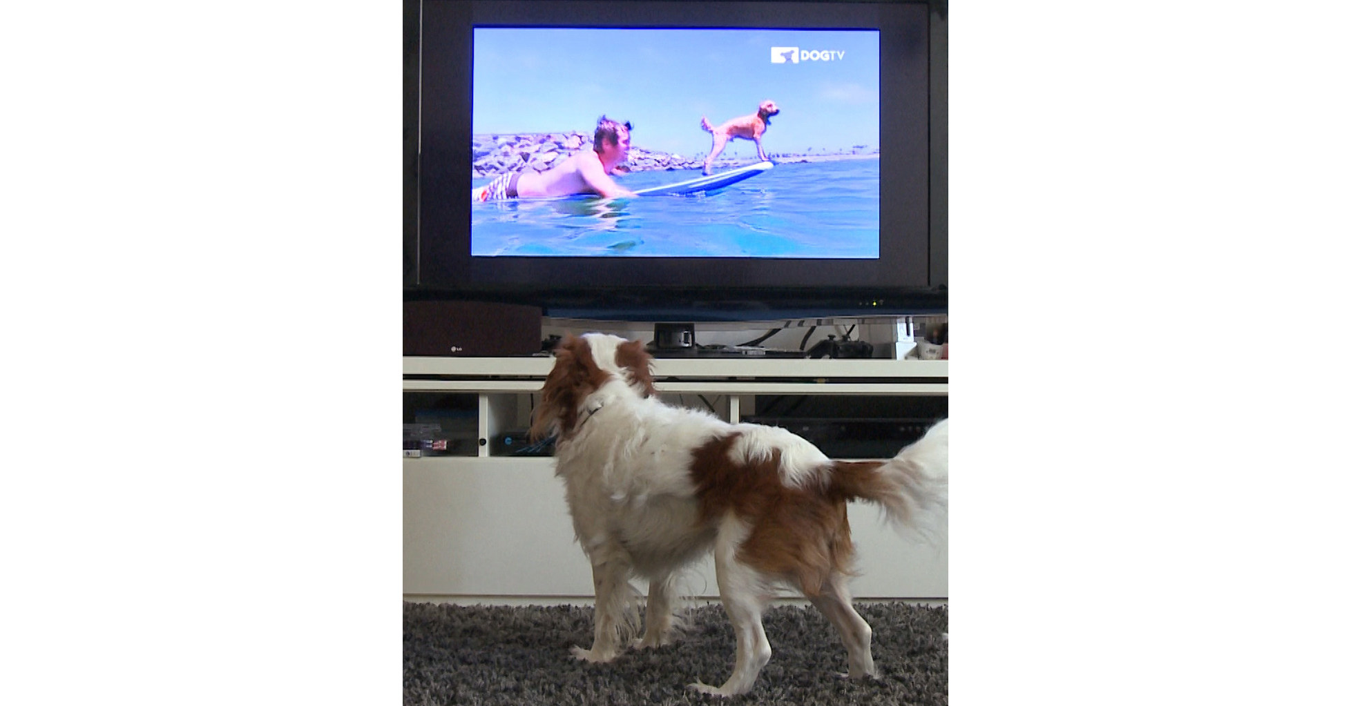 DOGTV Dog On TV ?p=facebook
