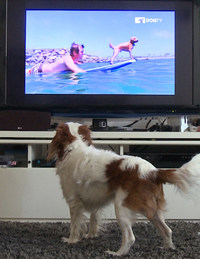 how much is dog tv on directv