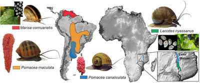 A figure showing the native range of the four apple snail species included in the study, and pictures of their adult and egg forms. The reddish-pink calcareous eggs of the two Pomacea species are deposited on land, whereas the white gelatinous eggs of Lanistes nyassanus and Marisa cornuarietis are deposited underwater