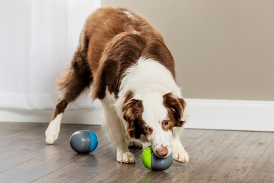 Give your dog a new type of challenging toy with the PetSafe® Ricochet Electronic Dog Toy. As your dog plays with one of the interactive paired toys, a fun and exciting squeak sound is heard from the other toy. When your furry friend investigates the second toy, the sound bounces back to the first toy. You dog will love trying to find the squeaky sound.