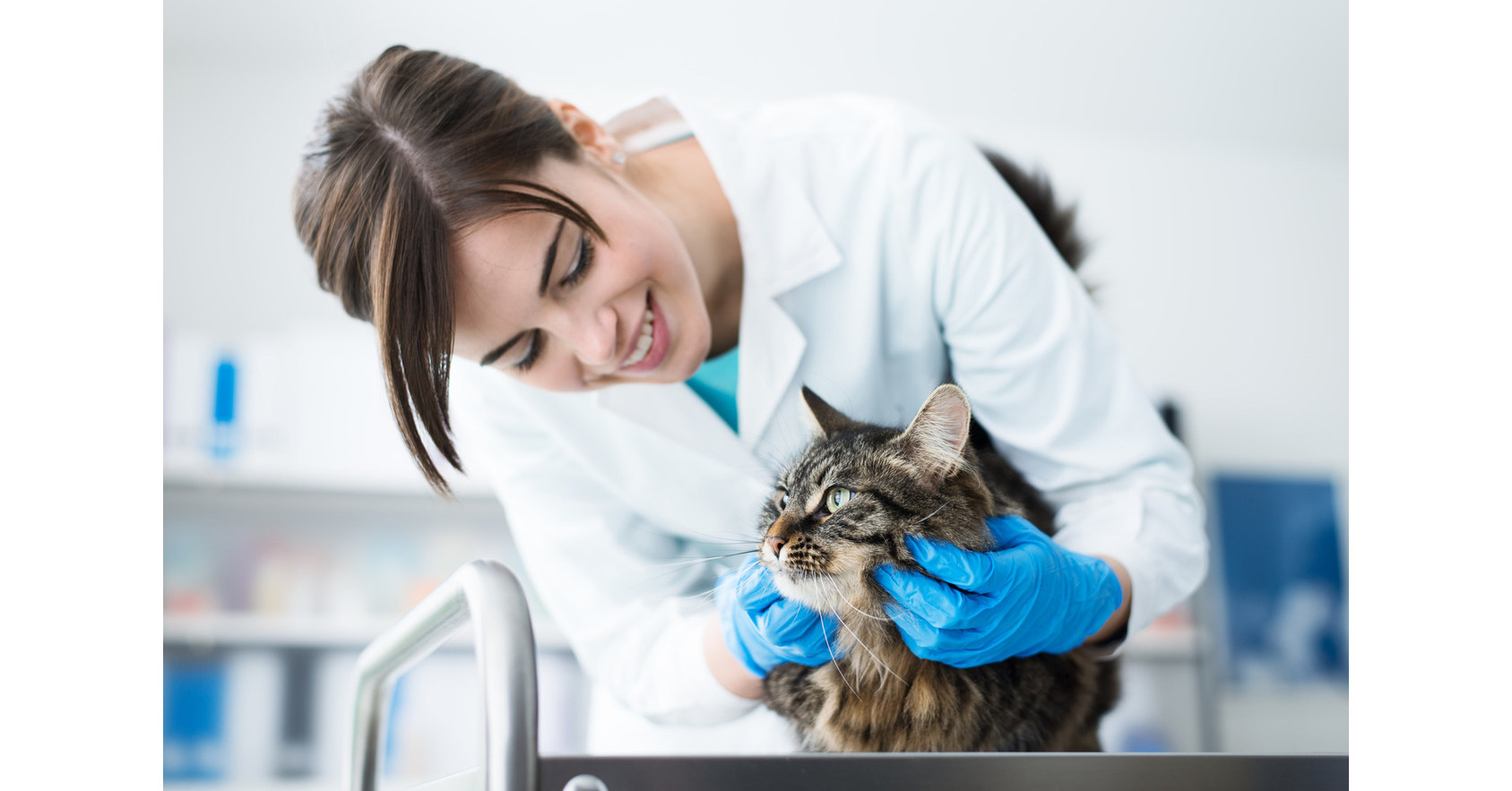 5 Ways to Keep Your Cat Happy and Healthy