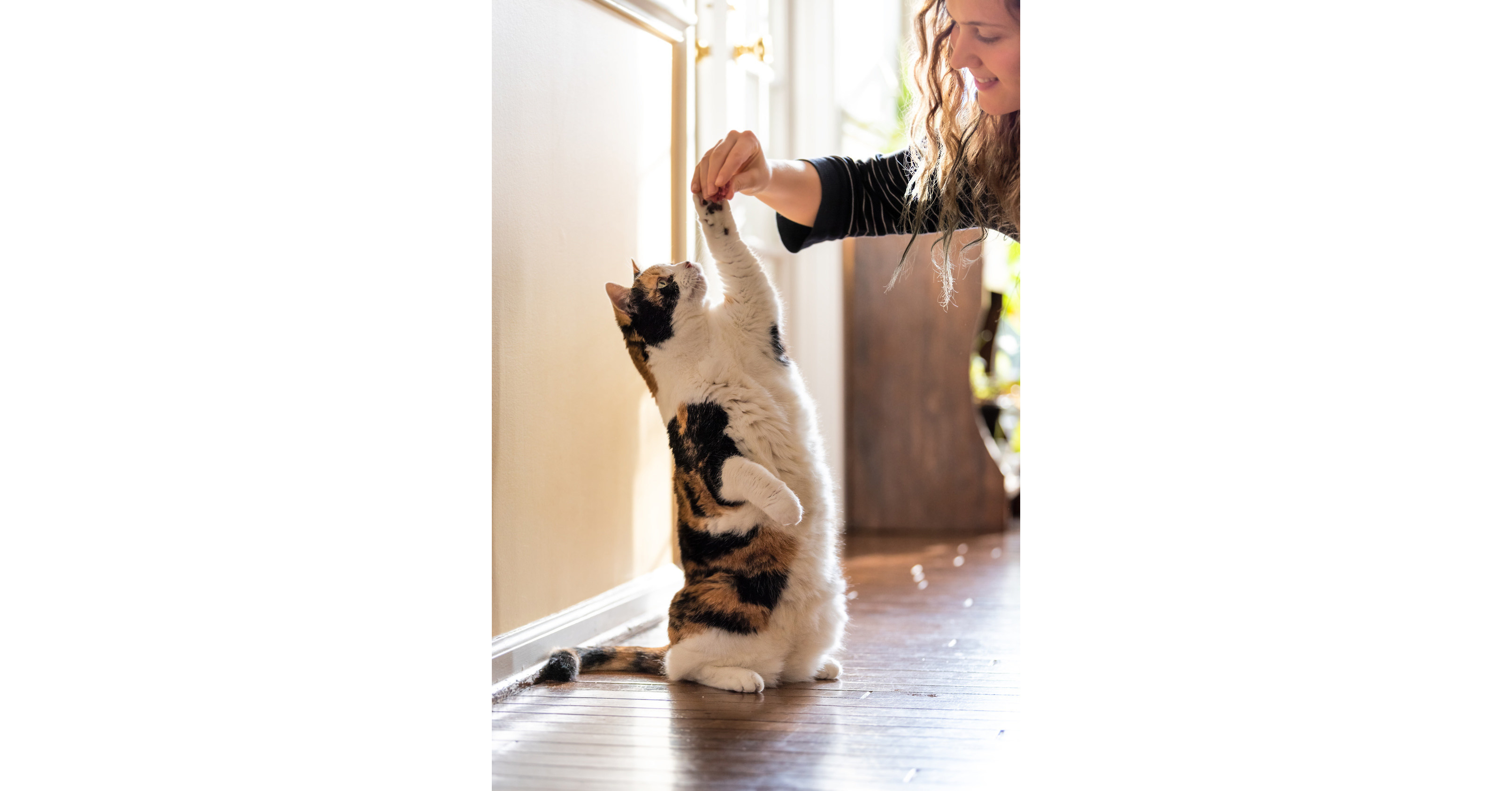 5 Ways to Keep Your Cat Happy and Healthy