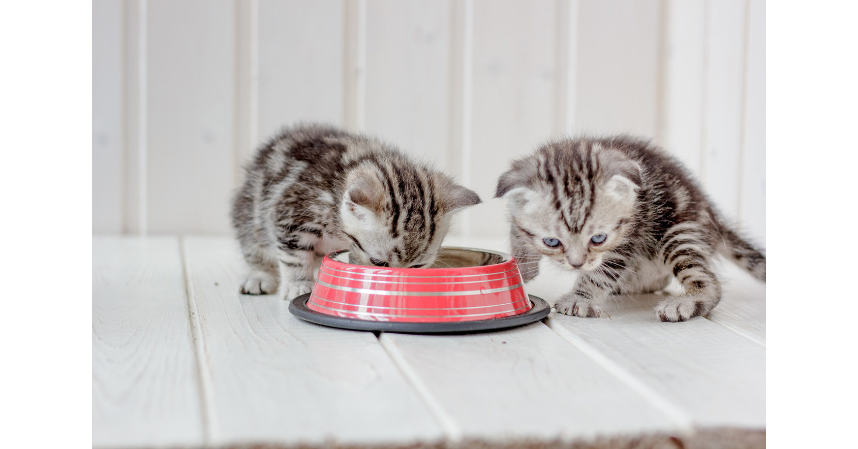 5 Ways to Keep Your Cat Happy and Healthy