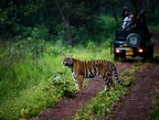 Madhya Pradesh Declared "Tiger State" of India and Shortlisted for Two Prestigious Travel and Awards