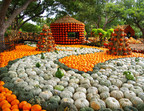 Autumn at the Arboretum Fall Festival Highlights "It's The Great Pumpkin, Charlie Brown" Theme with 90,000 Pumpkins, Gourds and Squash