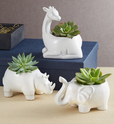 Safari Animal Succulents