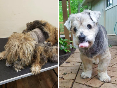 Arlo was found by the side of a country highway and taken to the Lost Fantasy Rescue in Ceres, Va. He was quickly groomed to remove layers of filth and pounds of painful matted fur. Arlo's transformation was so dramatic, it won him the title of America's Top Shelter Dog Makeover in the 2019 Dirty Dogs Contest.