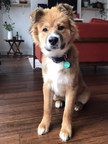Wag! Launches a New Dog Tag -- A Smarter Way for Pups to Find Their Way Home