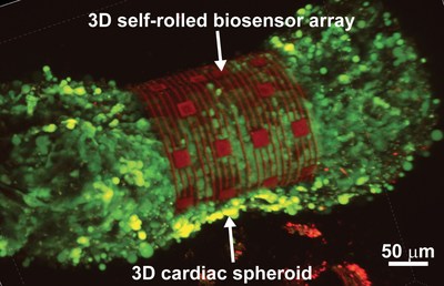 Researchers from Carnegie Mellon University's College of Engineering and Nanyang Technological University in Singapore have published a paper in Science Advances that aims to advance drug development by advancing organ-on-a-chip technology. By designing self-rolling sensors that wrap around heart cell spheroids, the team can measure the electrophysiology of heart cells in three dimensions. Researchers from Carnegie Mellon University's College of Engineering and Nanyang Technological University in Singapore have published a paper in Science Advances that aims to advance drug development by advancing organ-on-a-chip technology. By designing self-rolling sensors that wrap around heart cell spheroids, the team can measure the electrophysiology of heart cells in three dimensions.