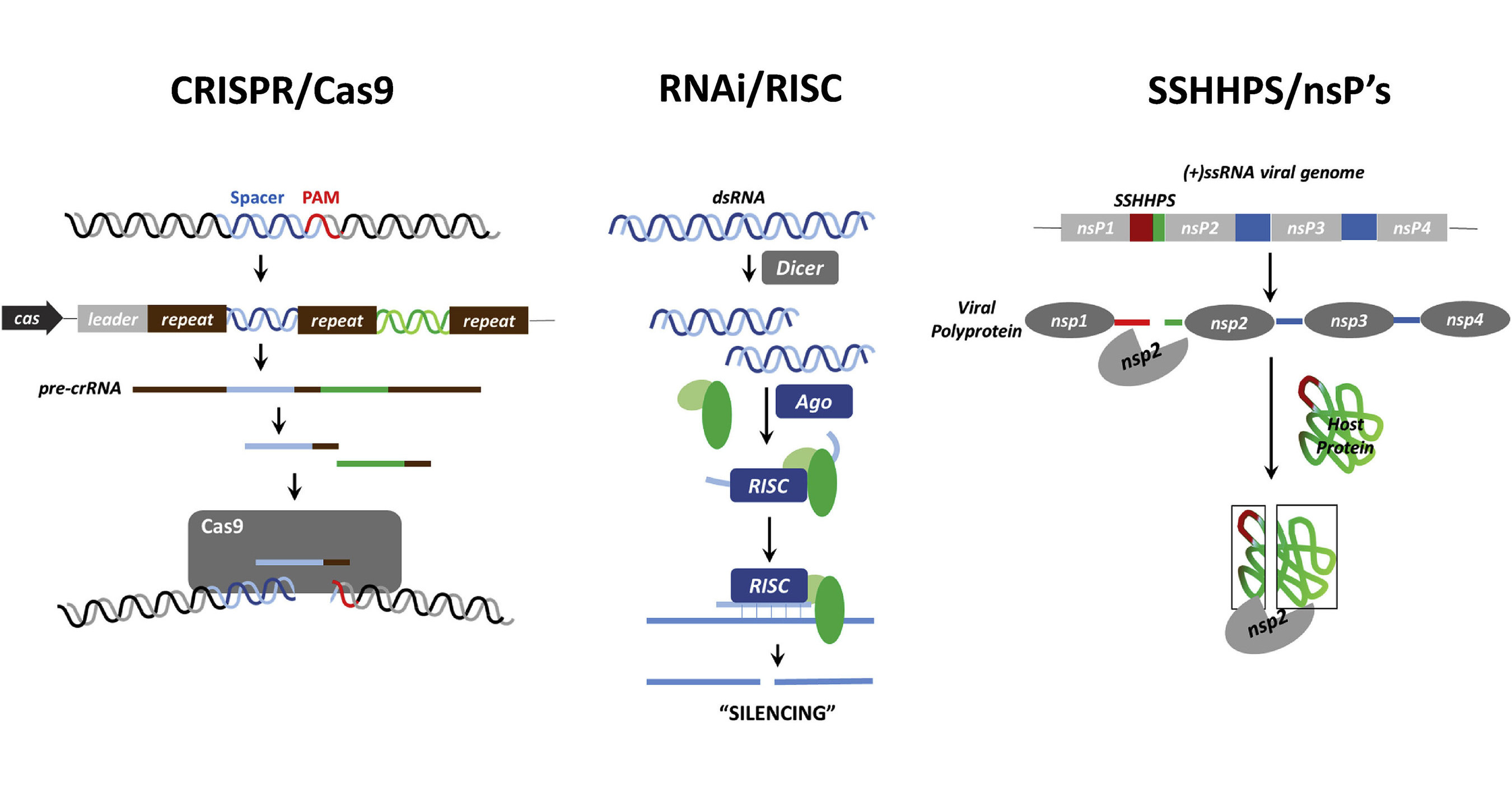 Study Uncovers a Strategy that Viruses use to Evade Immediate Immune ...