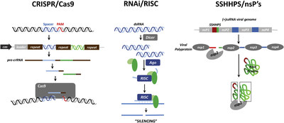 DNA, RNA, Protein? Three mechanisms of silencing that are guided by a short sequence. In each case a short sequence is used to identify a larger target sequence. Each system has an enzyme that recognizes the match between the short sequence and the target and then cuts (“deletes”) the larger target sequence. The short sequence and target sequences belong to either the host or pathogen and the goal of these mechanisms is to antagonize or silence the effects of the molecule. DNA, RNA, Protein? Three mechanisms of silencing that are guided by a short sequence. In each case a short sequence is used to identify a larger target sequence. Each system has an enzyme that recognizes the match between the short sequence and the target and then cuts (“deletes”) the larger target sequence. The short sequence and target sequences belong to either the host or pathogen and the goal of these mechanisms is to antagonize or silence the effects of the molecule.