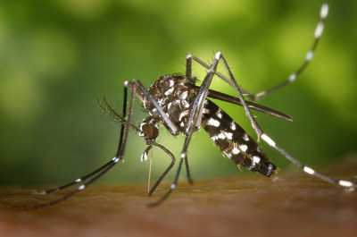 160606-M-TR039-914 BARSTOW, Calif. (June 6, 2016) The Aedes aegypi mosquito is one of two found in tropical climate countries which is capable of carrying the Zika virus. It is not native to the United States but has been found in 12 of California's 58 counties. The mosquitoes are transported into this country by visitors and residents. (U.S. Navy photo by James Gathany)