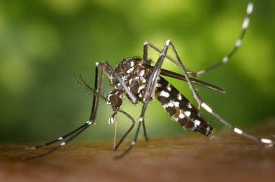 160606-M-TR039-914 BARSTOW, Calif. (June 6, 2016) The Aedes aegypi mosquito is one of two found in tropical climate countries which is capable of carrying the Zika virus. It is not native to the United States but has been found in 12 of California's 58 counties. The mosquitoes are transported into this country by visitors and residents. (U.S. Navy photo by James Gathany) 160606-M-TR039-914 BARSTOW, Calif. (June 6, 2016) The Aedes aegypi mosquito is one of two found in tropical climate countries which is capable of carrying the Zika virus. It is not native to the United States but has been found in 12 of California's 58 counties. The mosquitoes are transported into this country by visitors and residents. (U.S. Navy photo by James Gathany)