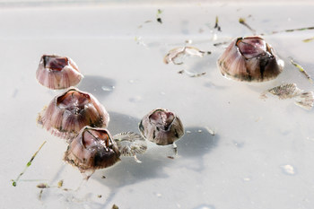Barnacles grown on silicone substrate used at the U.S. Naval Research Laboratory for scientific experiments at Washington, D.C. August 2, 2019. The Barnacles use a proteinaceous glue to tenaciously attach to numerous surfaces, including ship hulls, making them a nuisance to the Navy. (U.S. Navy photo by Jonathan Steffen)