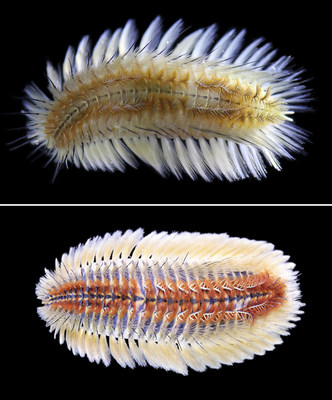 Top: Chloeia bimaculata, the new fireworm species named by the HKBU team; bottom: Chloeia parva, the fireworm species behind the recent outbreaks in Hong Kong.